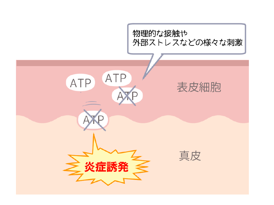 皮膚炎