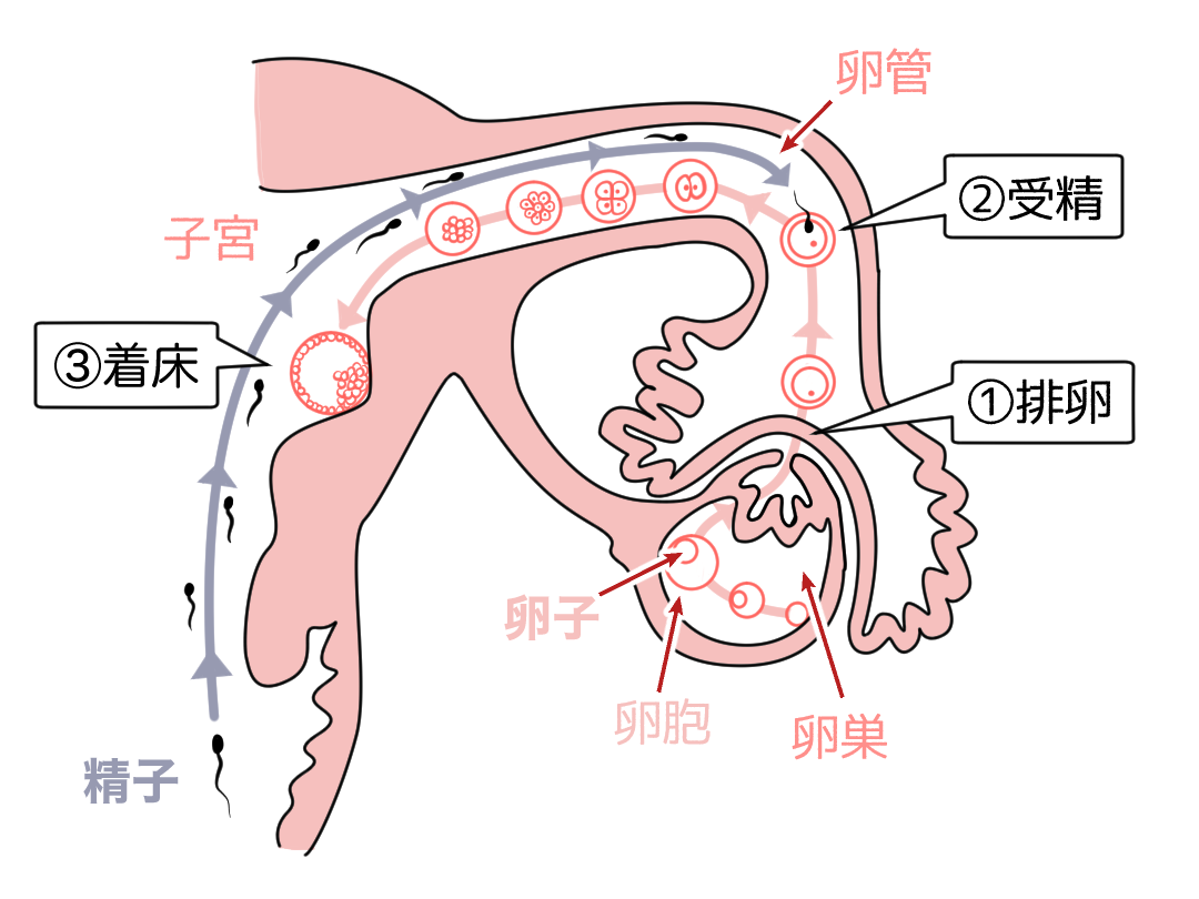 子宮