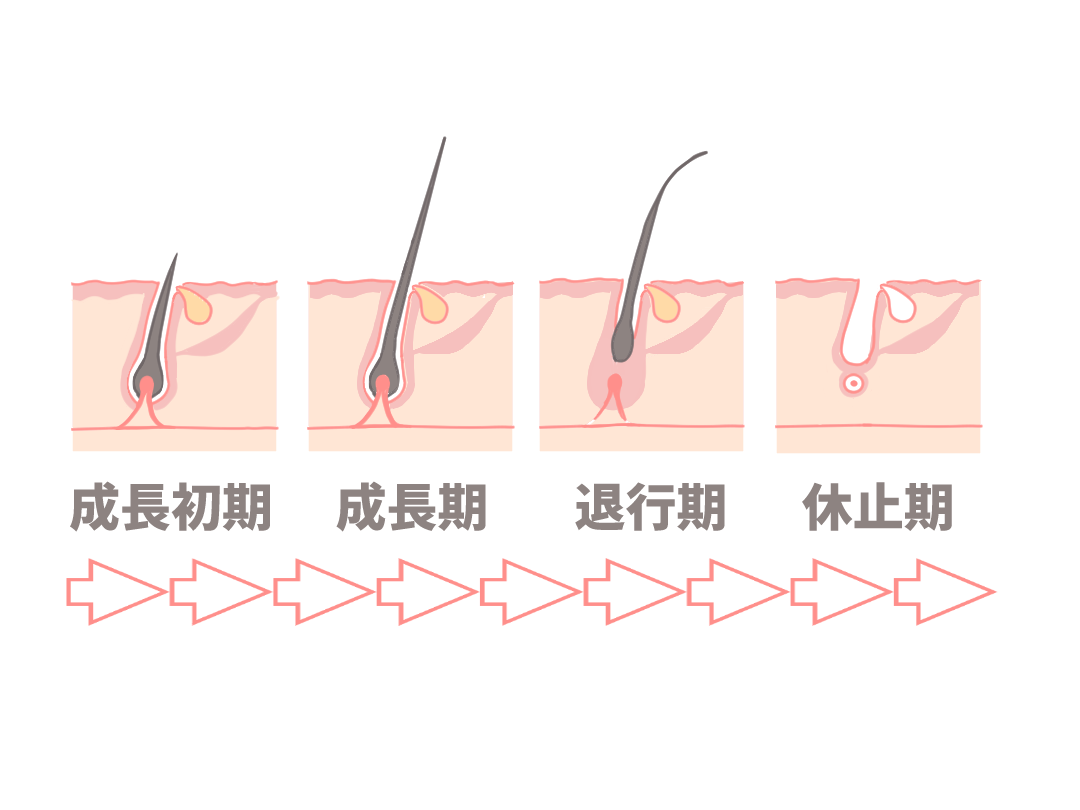 毛周期